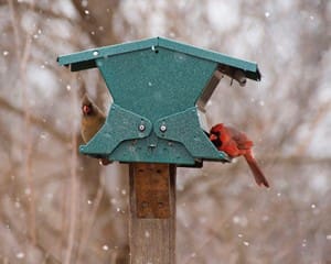 Cardinals feeding at the Jamaica Bay Wildlife Refuge